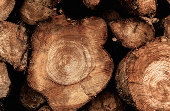 How to choose the right timber for your home