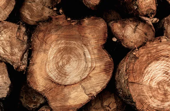 How to choose the right timber for your home